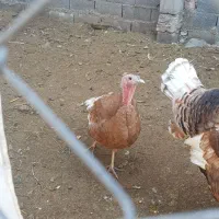 بوقلمون بوربون|حیوانات مزرعه|آزادشهر, |دیوار