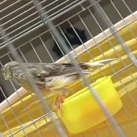 قناری ابلغ زرد هشت ماهه توپر کشیده