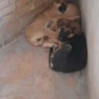 توله ژرمن شپرد