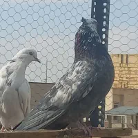 کبوتر.کفتر|پرنده|مبارکه, |دیوار