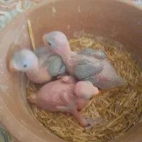 ۴عدد جوجه ملنگو سرلاکی قیمت ۴تا ۱۲۰۰۰۰۰۰