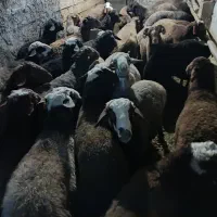 گوسفند نر پرواری|حیوانات مزرعه|سنقر, |دیوار