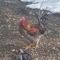 خروس محلی کوردی|حیوانات مزرعه|دهگلان, |دیوار