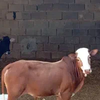 گوساله نر در رامهرمز|حیوانات مزرعه|اهواز, ۳۰ متری|دیوار