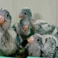 سلام  جوجه راهب سبز ، ۳۰ تا۴۰ روزه تغذیه  پدر مادر