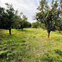 فروش زمین و باغ مرکبات برای سرمایه گذاری|فروش زمین و ملک کلنگی|امامزاده عبدالله, |دیوار