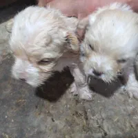 پیکینیز .۲۰.ر.و.زه|سگ|هشتگرد, کوی یاران|دیوار