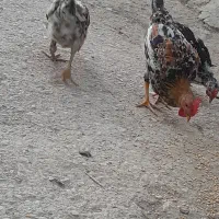 جوجه خروس