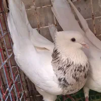 کبوتر طوقی|پرنده|امیدیه, |دیوار