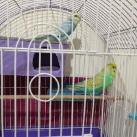 جفت مرغ عشق خوشرنگ هلندی|پرنده|خوی, |دیوار