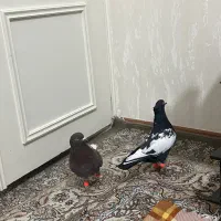 کفتر کبوتر رنگه نر سینه کله|پرنده|مشهد, سید رضی|دیوار