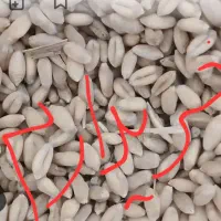 گندم دیم|خوردنی و آشامیدنی|اصفهان, مهدیه|دیوار