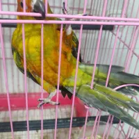 ۴ جفت جوان حلقه پا مجموعه|پرنده|ساری, |دیوار