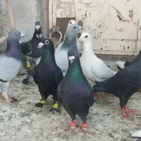 کفترتاختی