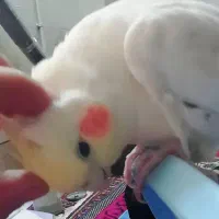 عروس هلندی دستی|پرنده|شیراز, شهرک مدرس|دیوار