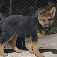 توله ژرمن ورک  نر