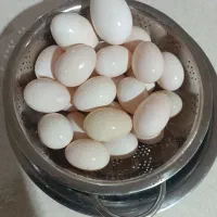 تخم اردک و غاز برایه خوراکی و دسگاه جوجه کشی