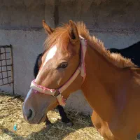 اسب مادیان