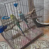 مرغ عشق ۲ عدد ماده|پرنده|قرچک, میرزائی شمالی|دیوار