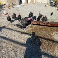 بوقلمون نر کار|حیوانات مزرعه|قمرود, |دیوار