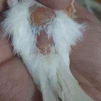 قناری ماد مست|پرنده|مشهد, رضاییه|دیوار