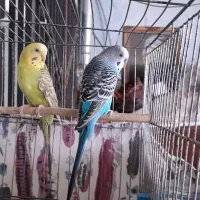 یک جفت مرغ عشق بالغ وتخم گذار باقفس به فروش میرسد