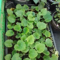 گل سینره و ... به فروش میرسد