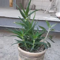 پاندانوس دیفن سانسوریا پدیلانتوس بیدی تمساح الوو|گل و گیاه طبیعی|تهران, شهرک استقلال|دیوار