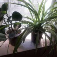 فروش گل های زیبا طبیعی|گل و گیاه طبیعی|سرپل ذهاب, |دیوار