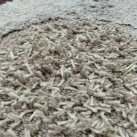 شگی گلیم فرش ترک اصل و پادری|فرش|دزفول, |دیوار