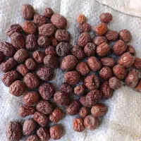 عناب دمنوشی بیرجند بلوار شعبانیه بدون خرابی دارویی|عمدهفروشی|بیرجند, |دیوار