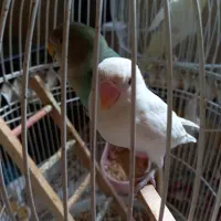 طوطی برزیلی|پرنده|سورک, |دیوار