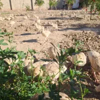 بوقلمون بوربون یکماهه