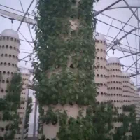 فروش گلخانه ی خاص اروپونیک با تراکم بالا