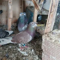 ۴تا نر مسافتی