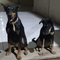 سلام یه ماده دوبرمن باتوله ۸ماه