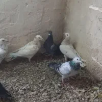 هشت عدد کبوتر هم پرشی هم جفتی همه گرفتنی|پرنده|دشتابی, |دیوار