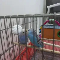 یک جفت مرغ عشق