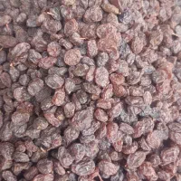 آفتابی قندبالا( تاکستان)|عمده‌فروشی|تهران, جمال‌زاده|دیوار