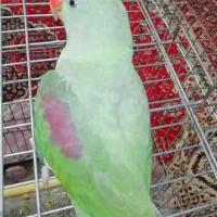 جوجه شاه طوطی های چشم خاکستری (دودی)|پرنده|شیراز, هفت تنان|دیوار