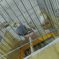 یه جفت عروس هلندی