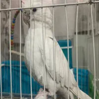 عروس هلندی آلبینو(ماده)