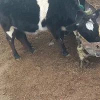 گوساله|حیوانات مزرعه|گرمادوز, |دیوار