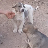 واگذاری حیوان اصیل