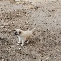 سراب|سگ|سراب, |دیوار