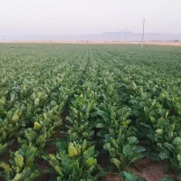 اجاره-زمین-کشاورزی