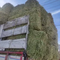 پرس .یونجه|خدمات باغبانی و درختکاری|شیروان (خراسان), |دیوار