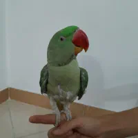 شاه طوطی|پرنده|گلستان (تهران), |دیوار