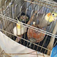 جفت عروس هلندی|پرنده|آمل, |دیوار