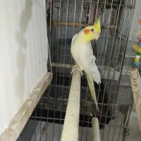 عروس هلندی رو تخم|پرنده|خرمدره, |دیوار